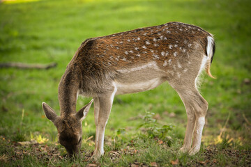 A doe on a green pasture