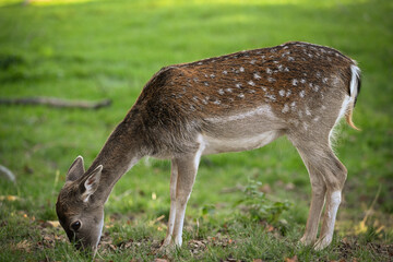 deer in the woods