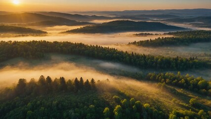 Flight over pine forest against beautiful sunrise, 4k