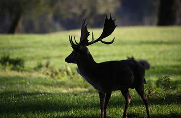 Fallow Deer on a green pasture