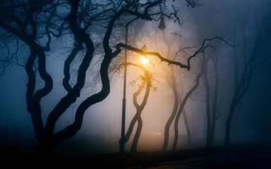 street lamp in the fog A single street lamp illuminates a foggy path through a dense forest, casting long shadows from the trees.
