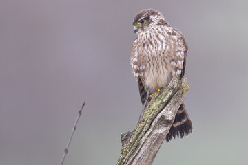 Merlin
