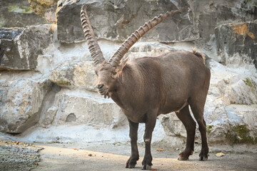 mountain goat on the rock