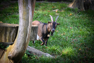 goat on a farm