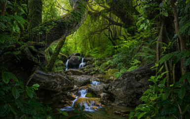 Tropical rain forest in Costa Rica