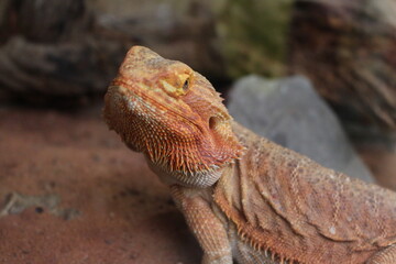 bearded dragon looking towards the camera