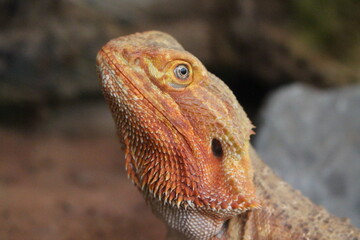 close up of a bearded dragon