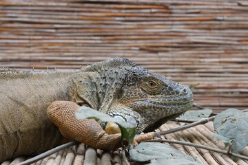 Iguana laying down