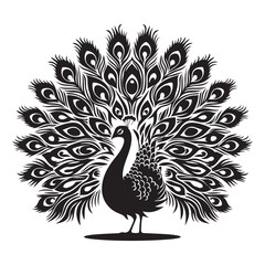 Peacock with fanned tail Silhouette  vector black color and solid white background