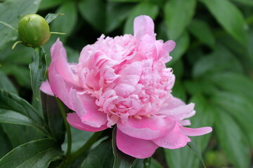 Summer Peony