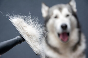 Someone is using a grooming brush to remove loose fur from a fluffy dog. The cheerful dog enjoys...
