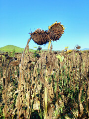 Landscape of dried sunflower field under blue sky. Withered sunflower flower in sunflower field. Dry sunflower field.
