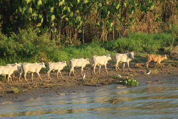 criação de gado nas margens do rio amazonas, pará 