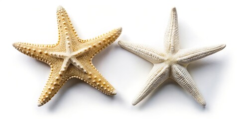 Two White Starfish Isolated on Transparent Background