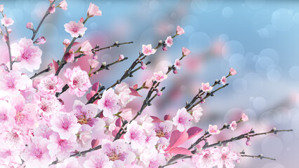 Spring Blossom Background with Cherry Flowers of Pink Color