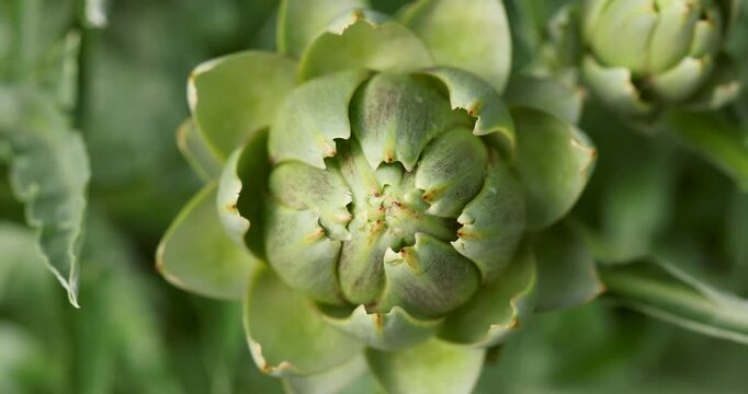 Artichoke growing slowly showing its spiral pattern