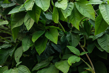 Photo of several green leaves of a plant. Preserved nature, environment.