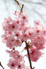 Delicate Japanese cherry blossoms in full bloom, with soft pink petals gently unfurling. The graceful flowers create a serene and picturesque scene, symbolizing the beauty of spring.