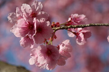 Delicate Japanese cherry blossoms in full bloom, with soft pink petals gently unfurling. The graceful flowers create a serene and picturesque scene, symbolizing the beauty of spring.