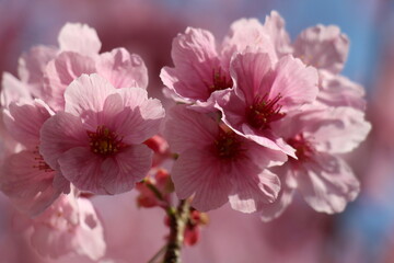 Delicate Japanese cherry blossoms in full bloom, with soft pink petals gently unfurling. The graceful flowers create a serene and picturesque scene, symbolizing the beauty of spring.