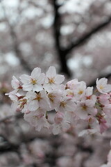 Pure white cherry blossoms in full bloom, their delicate petals creating a soft and elegant display. The pristine flowers radiate tranquility and the fresh spirit of spring.