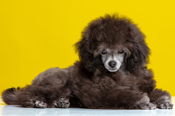 poodle puppy on a colored background
