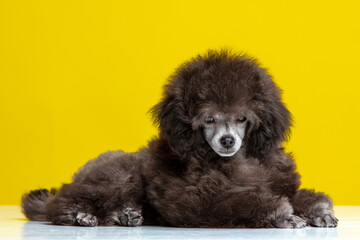 poodle puppy on a colored background