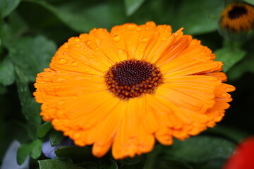 A close-up of a vibrant orange flower, showcasing its intricate petals and rich, vivid color. The image captures the beauty and detail of nature, perfect for floral, nature, or decorative designs.