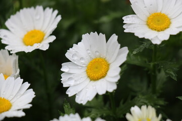 Close-up of white daisies with delicate water droplets on the petals, creating a fresh, dewy appearance. The contrast between the pure white petals and the sparkling drops adds natural elegance.