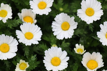 Obraz premium Close-up of white daisies with delicate water droplets on the petals, creating a fresh, dewy appearance. The contrast between the pure white petals and the sparkling drops adds natural elegance.
