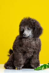 poodle puppy on a colored background