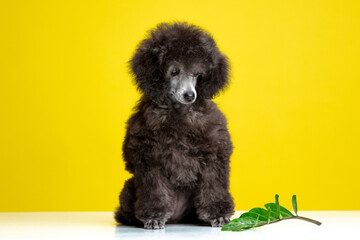 poodle puppy on a colored background