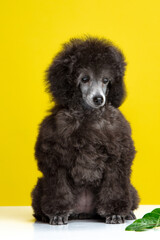 poodle puppy on a colored background