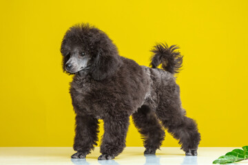 poodle puppy on a colored background
