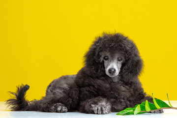 poodle puppy on a colored background