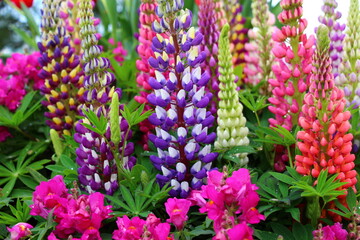 Close-up of vibrant lupins in various colors, showcasing their striking purple, pink, and white blooms. The arrangement highlights the diversity and beauty of these elegant flowers in full bloom.
