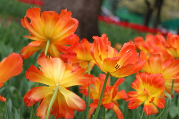 Vibrant tulip field in full bloom, a stunning spring meadow capturing the beauty and colors of nature