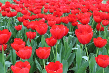Vibrant tulip field in full bloom, a stunning spring meadow capturing the beauty and colors of nature