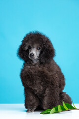 poodle puppy on a colored background