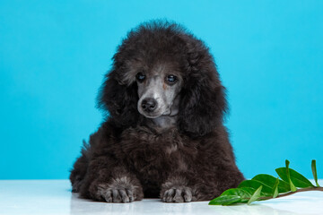 poodle puppy on a colored background