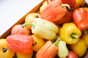 Yellow-red pepper fruits in a box. Lots of peppers. Harvest.