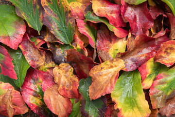 close up of red, yellow and green fallen autumn leaves background with water drops