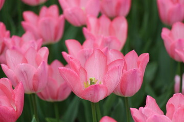 Vibrant tulip field in full bloom, a stunning spring meadow capturing the beauty and colors of nature