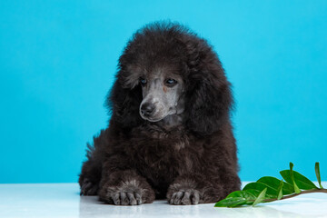 poodle puppy on a colored background