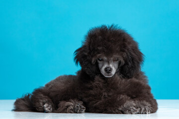 poodle puppy on a colored background