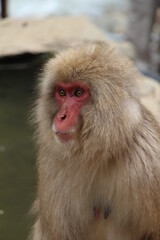 Close-up of Japanese monkeys near Nagano, capturing their expressive faces and thick fur. The natural setting and misty atmosphere create a sense of warmth and tranquility in the scene.
