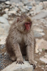 Close-up of Japanese monkeys near Nagano, capturing their expressive faces and thick fur. The natural setting and misty atmosphere create a sense of warmth and tranquility in the scene.