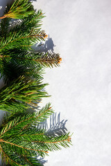 Fresh pine branches along a light gray background highlighting the beauty of nature and seasonal decor elements