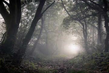 Fototapeta premium sous bois brume Ardèche France