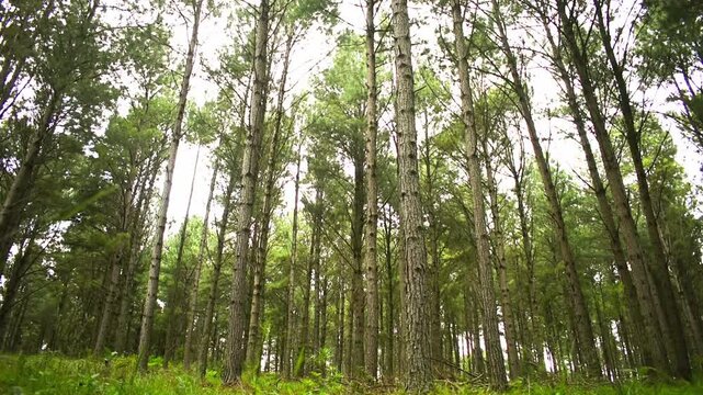 Pine (Pinus sp.) plantation in Sao Francisco de Paula, South of Brazil